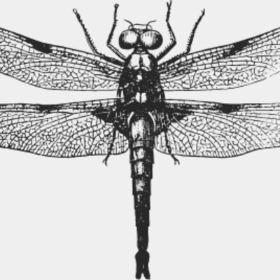 Vintage dragonfly 1 Thumbnail