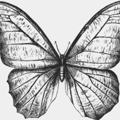 Vintage butterfly 8 Thumbnail